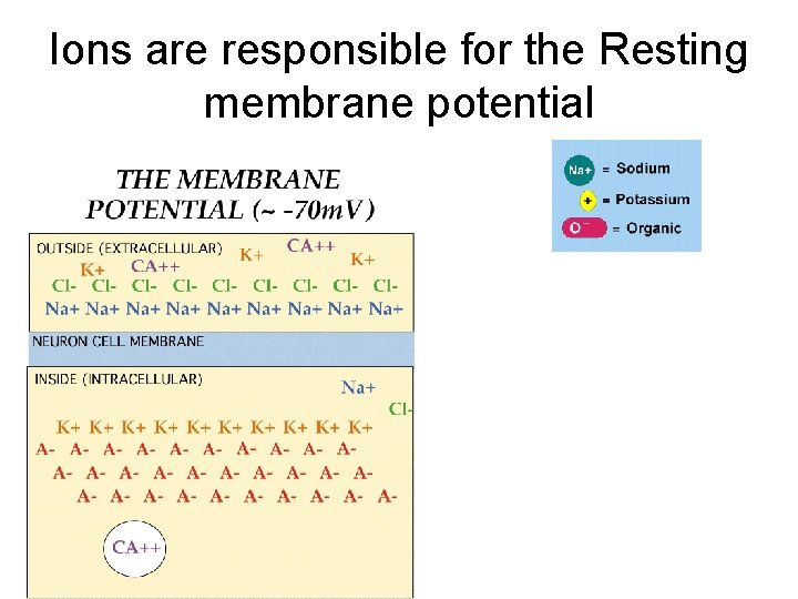 Ions are responsible for the Resting membrane potential 