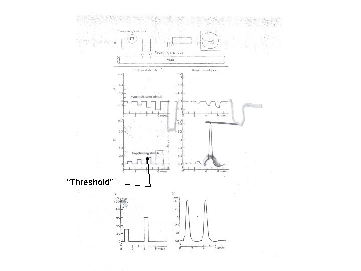 “Threshold” 