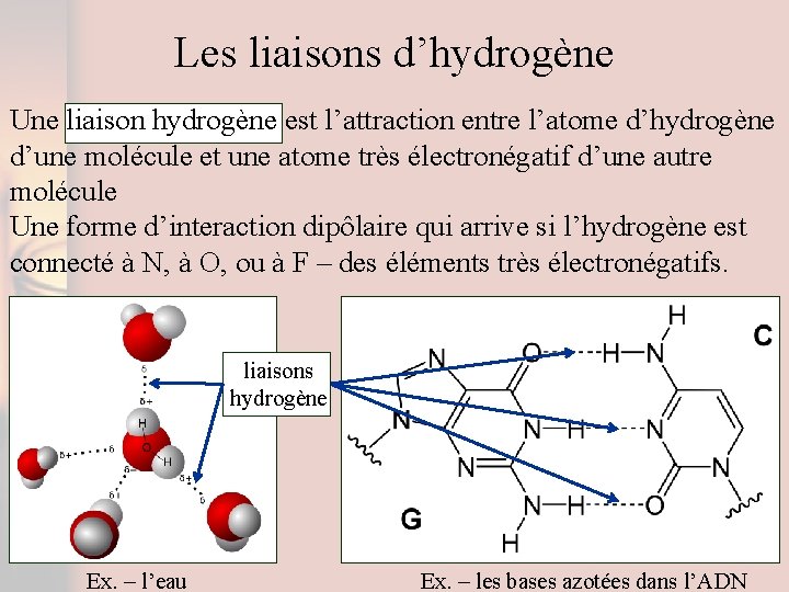Les liaisons d’hydrogène Une liaison hydrogène est l’attraction entre l’atome d’hydrogène d’une molécule et