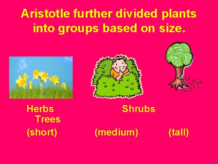 Aristotle further divided plants into groups based on size. Herbs Trees (short) Shrubs (medium)