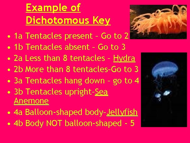 Example of Dichotomous Key • 1 a Tentacles present – Go to 2 •