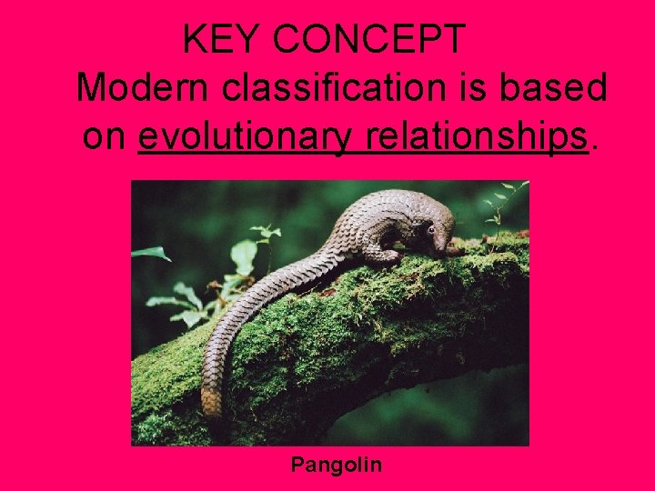 KEY CONCEPT Modern classification is based on evolutionary relationships. Pangolin 