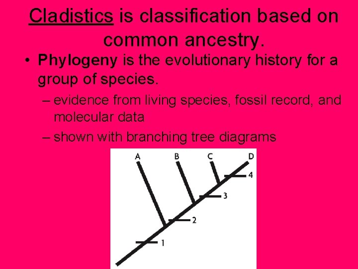 Cladistics is classification based on common ancestry. • Phylogeny is the evolutionary history for