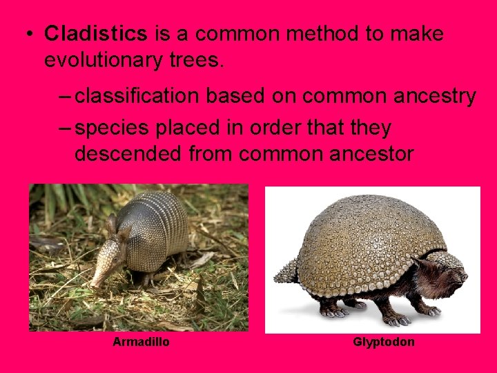  • Cladistics is a common method to make evolutionary trees. – classification based