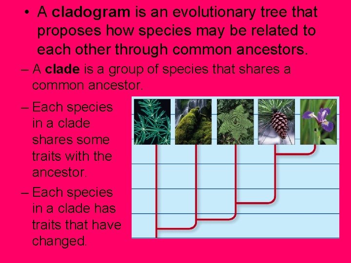  • A cladogram is an evolutionary tree that proposes how species may be