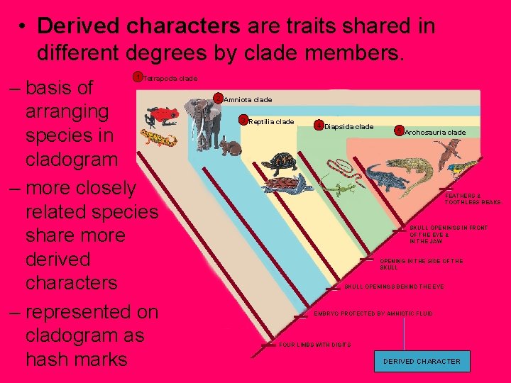  • Derived characters are traits shared in different degrees by clade members. 1