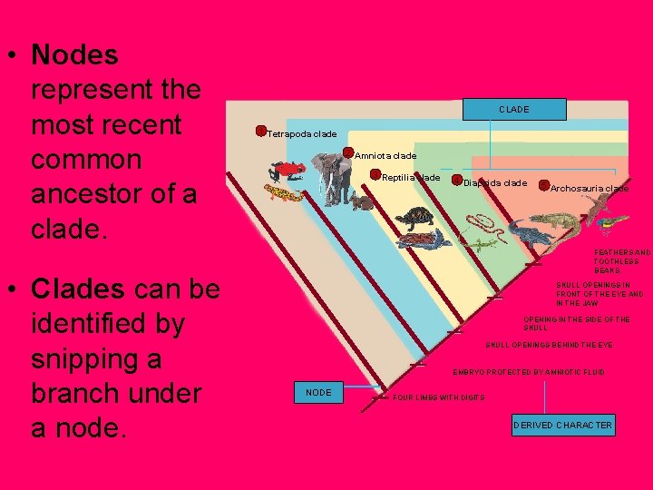  • Nodes represent the most recent common ancestor of a clade. • Clades