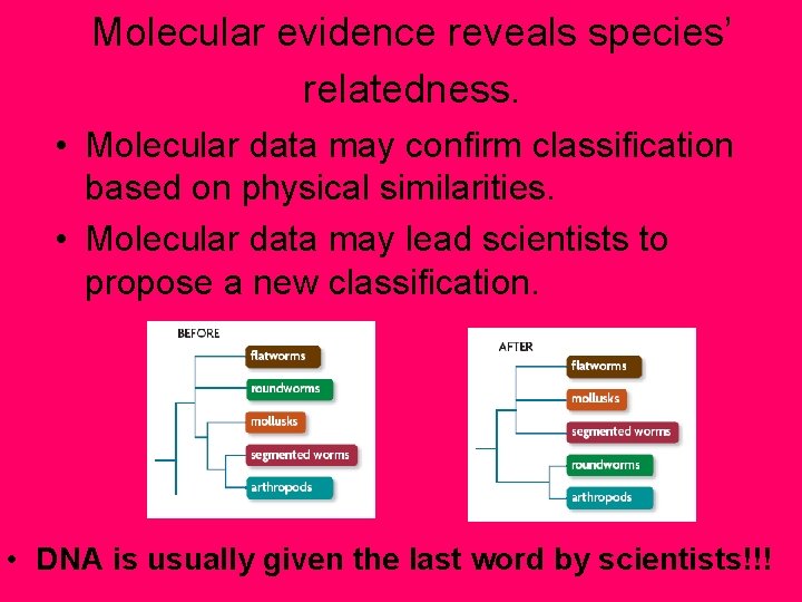 Molecular evidence reveals species’ relatedness. • Molecular data may confirm classification based on physical