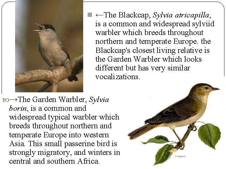 n ←The Blackcap, Sylvia atricapilla, is a common and widespread sylviid warbler which breeds