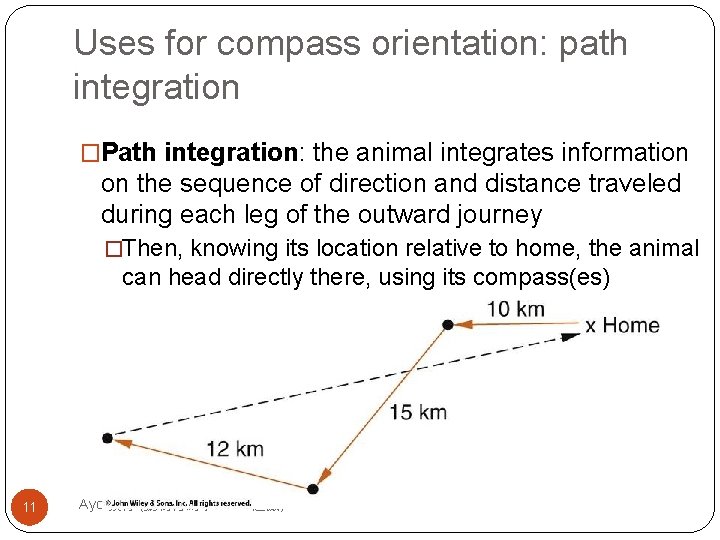 Uses for compass orientation: path integration �Path integration: the animal integrates information on the