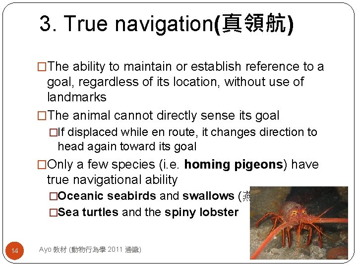 3. True navigation(真領航) �The ability to maintain or establish reference to a goal, regardless