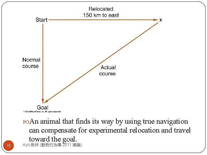  An animal that finds its way by using true navigation can compensate for