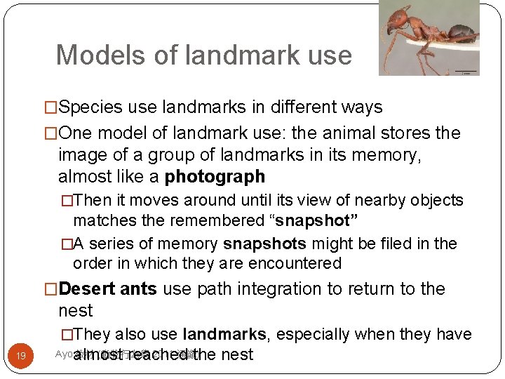 Models of landmark use �Species use landmarks in different ways �One model of landmark