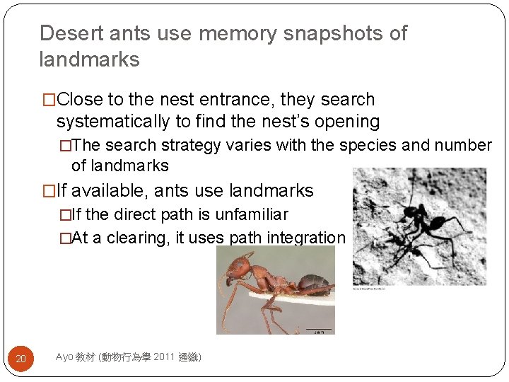 Desert ants use memory snapshots of landmarks �Close to the nest entrance, they search