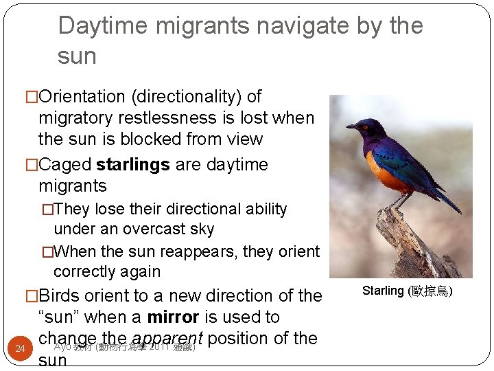 Daytime migrants navigate by the sun �Orientation (directionality) of migratory restlessness is lost when