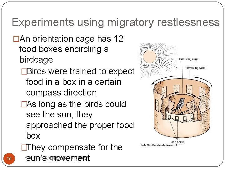 Experiments using migratory restlessness �An orientation cage has 12 25 food boxes encircling a