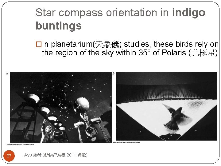 Star compass orientation in indigo buntings �In planetarium(天象儀) studies, these birds rely on the