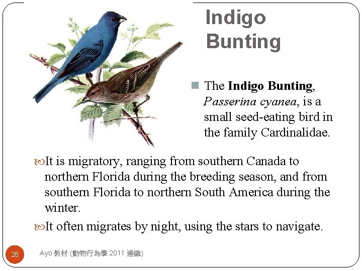 Indigo Bunting n The Indigo Bunting, Passerina cyanea, is a small seed-eating bird in