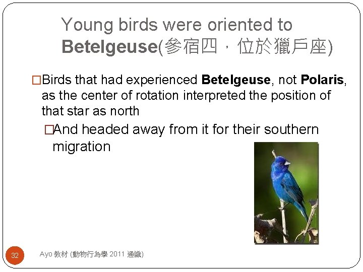 Young birds were oriented to Betelgeuse(參宿四，位於獵戶座) �Birds that had experienced Betelgeuse, not Polaris, as