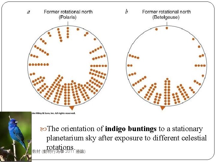  The orientation of indigo buntings to a stationary 33 planetarium sky after exposure