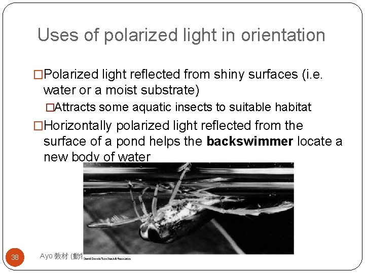 Uses of polarized light in orientation �Polarized light reflected from shiny surfaces (i. e.