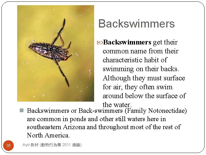 Backswimmers get their common name from their characteristic habit of swimming on their backs.