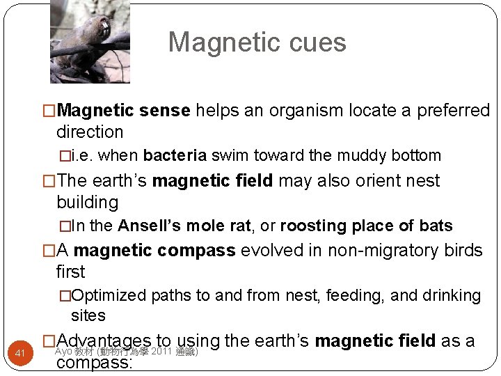 Magnetic cues �Magnetic sense helps an organism locate a preferred direction �i. e. when