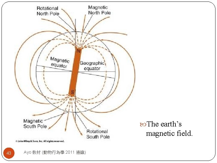 The earth’s magnetic field. 43 Ayo 教材 (動物行為學 2011 通識) 