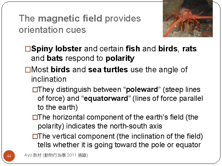The magnetic field provides orientation cues �Spiny lobster and certain fish and birds, rats