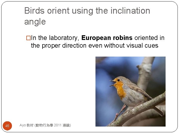 Birds orient using the inclination angle �In the laboratory, European robins oriented in the