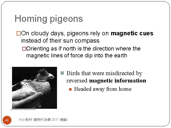 Homing pigeons �On cloudy days, pigeons rely on magnetic cues instead of their sun