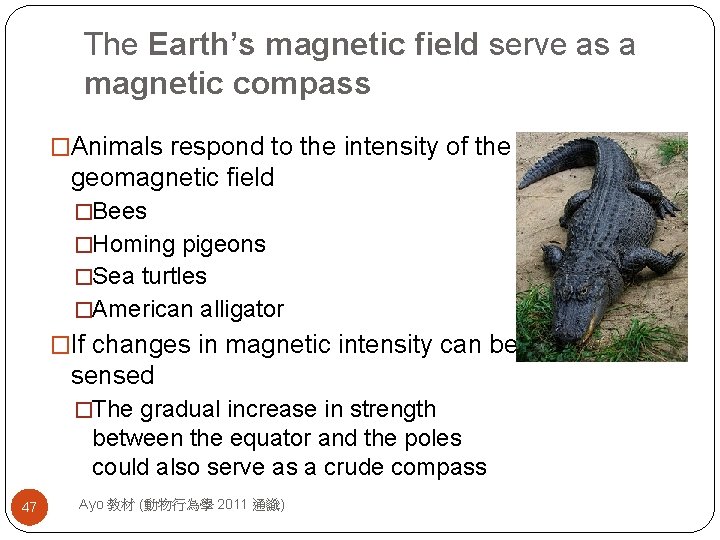 The Earth’s magnetic field serve as a magnetic compass �Animals respond to the intensity