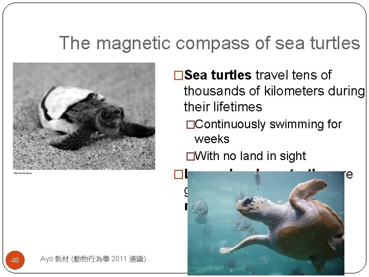 The magnetic compass of sea turtles �Sea turtles travel tens of thousands of kilometers