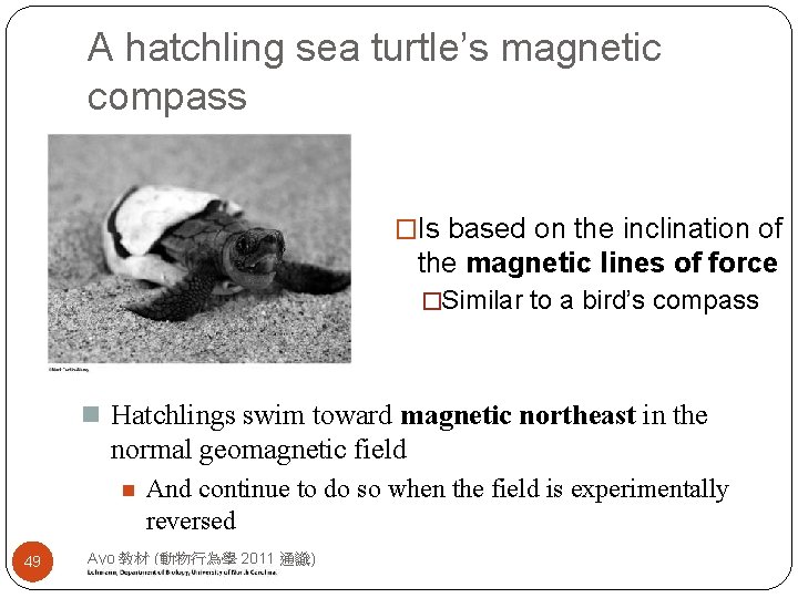 A hatchling sea turtle’s magnetic compass �Is based on the inclination of the magnetic