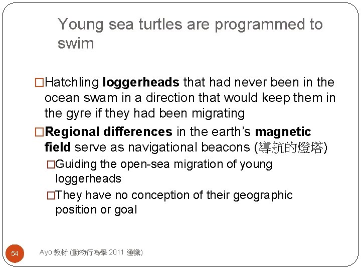 Young sea turtles are programmed to swim �Hatchling loggerheads that had never been in