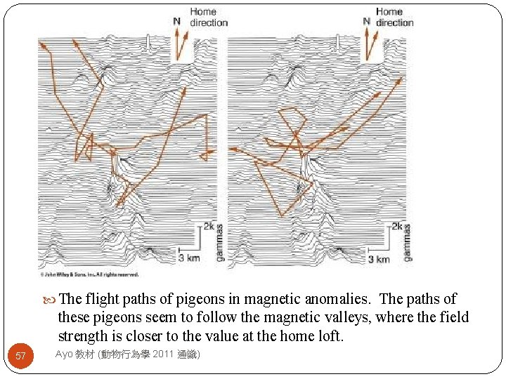  The flight paths of pigeons in magnetic anomalies. The paths of these pigeons