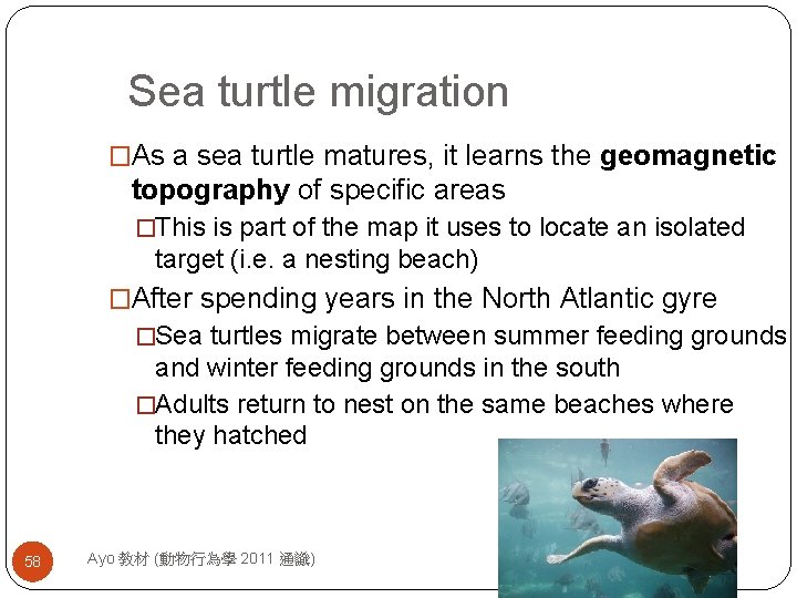 Sea turtle migration �As a sea turtle matures, it learns the geomagnetic topography of