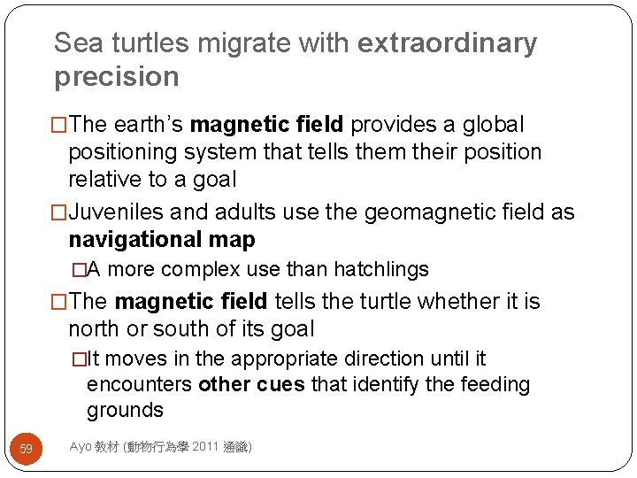 Sea turtles migrate with extraordinary precision �The earth’s magnetic field provides a global positioning
