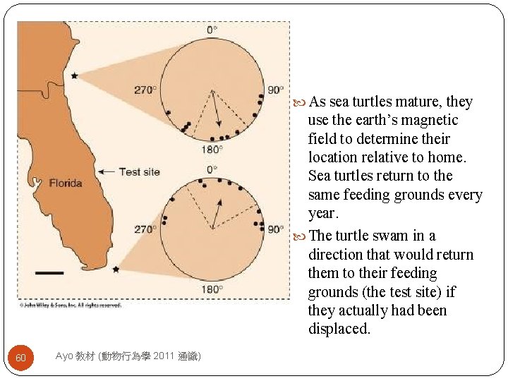  As sea turtles mature, they use the earth’s magnetic field to determine their