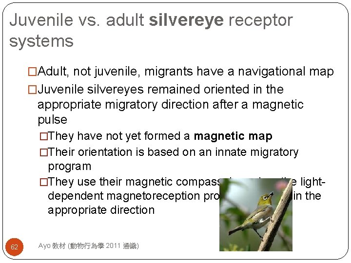 Juvenile vs. adult silvereye receptor systems �Adult, not juvenile, migrants have a navigational map