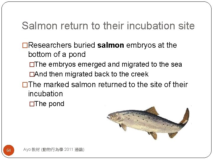 Salmon return to their incubation site �Researchers buried salmon embryos at the bottom of