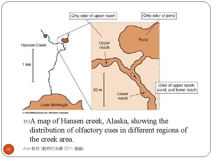 A map of Hansen creek, Alaska, showing the distribution of olfactory cues in