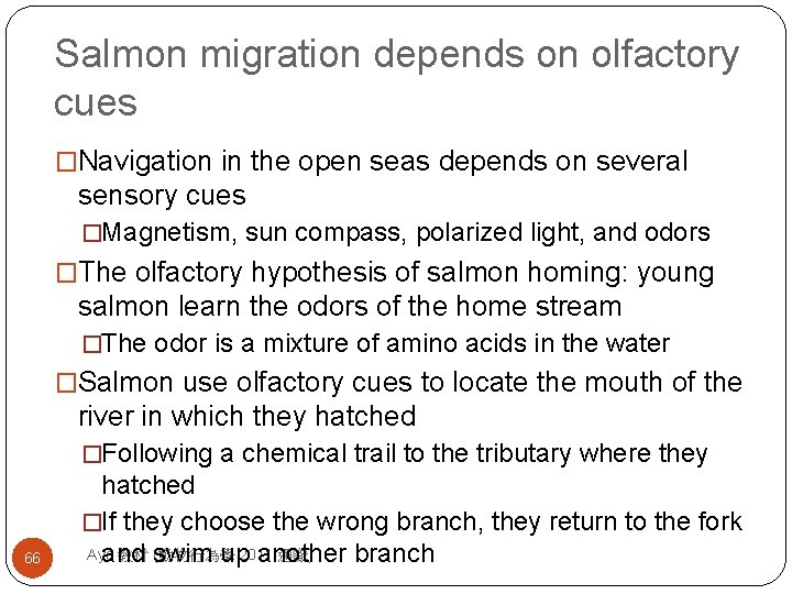 Salmon migration depends on olfactory cues �Navigation in the open seas depends on several