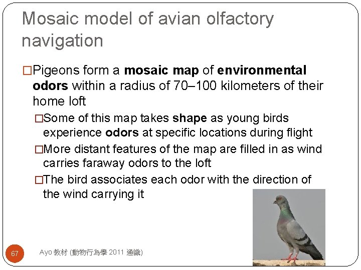 Mosaic model of avian olfactory navigation �Pigeons form a mosaic map of environmental odors