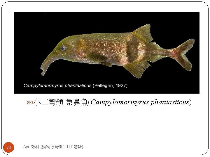  小口彎頜 象鼻魚(Campylomormyrus phantasticus) 70 Ayo 教材 (動物行為學 2011 通識) 