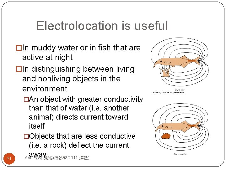 Electrolocation is useful �In muddy water or in fish that are active at night