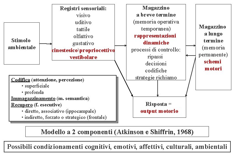 Stimolo ambientale Registri sensoriali: visivo uditivo tattile olfattivo gustativo cinestesicopropriocettivo vestibolare Codifica (attenzione, percezione)