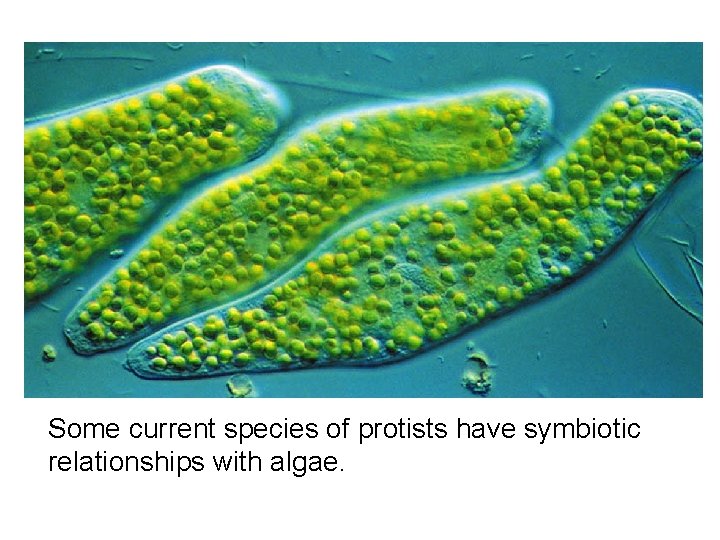 Some current species of protists have symbiotic relationships with algae. 