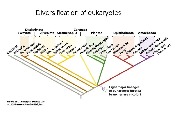 Diversification of eukaryotes 