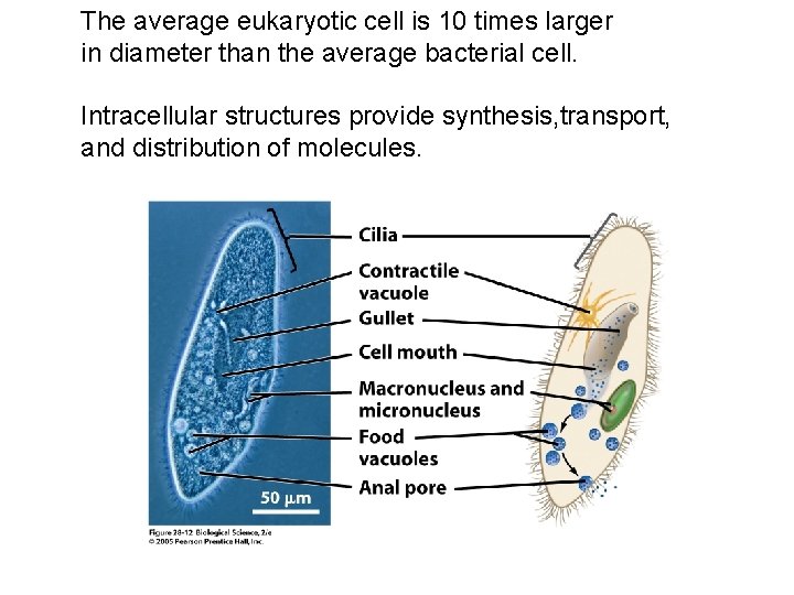 The average eukaryotic cell is 10 times larger in diameter than the average bacterial